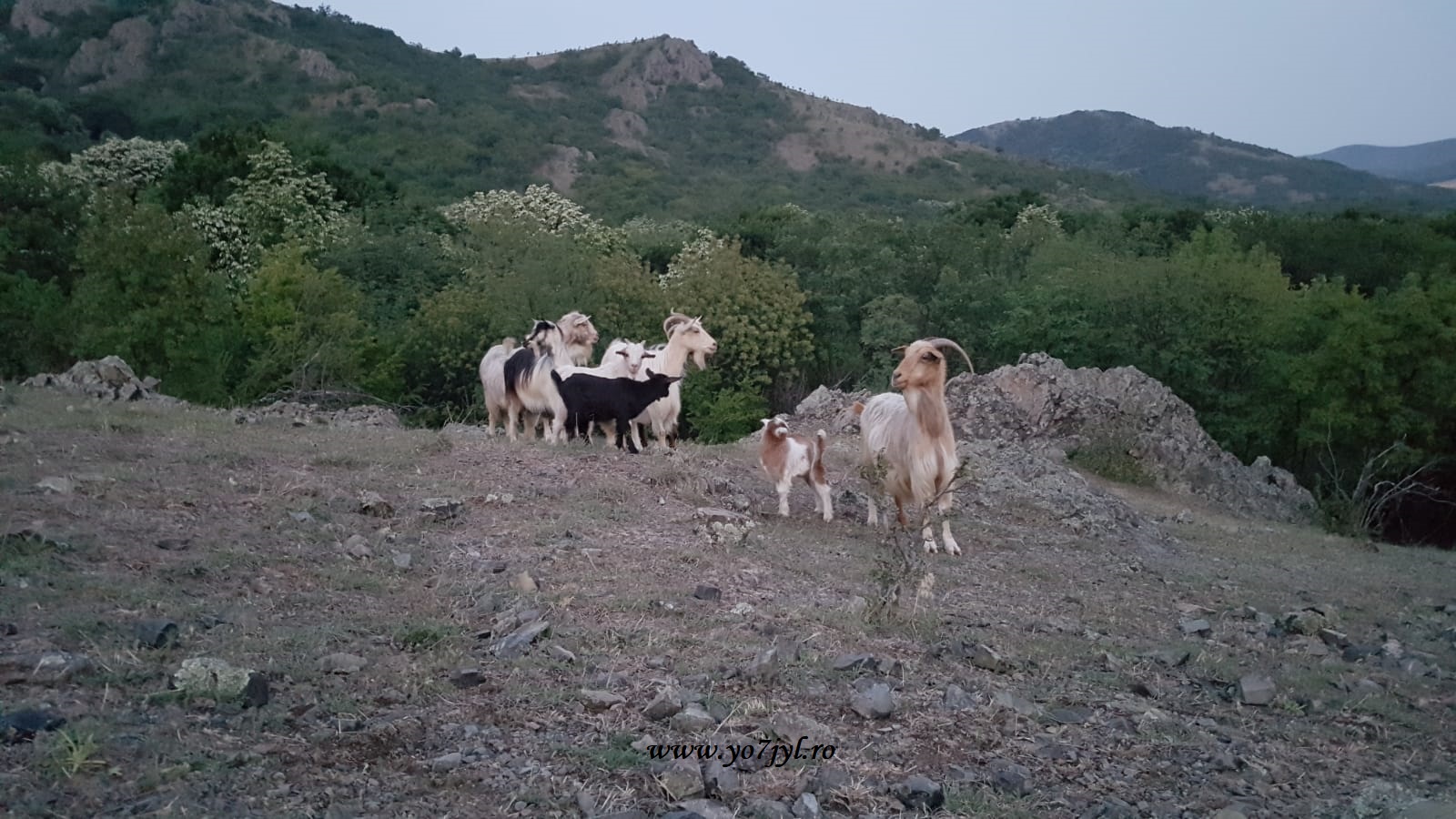 Arome de iunie prin Munții Măcinului