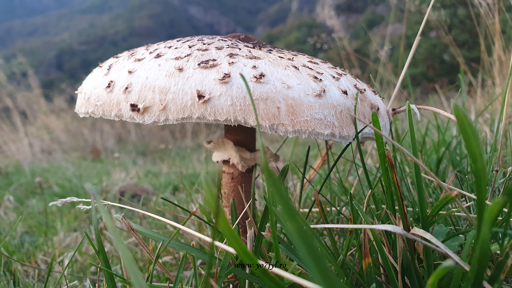 O zi de toamnă pe Drumul Regelui