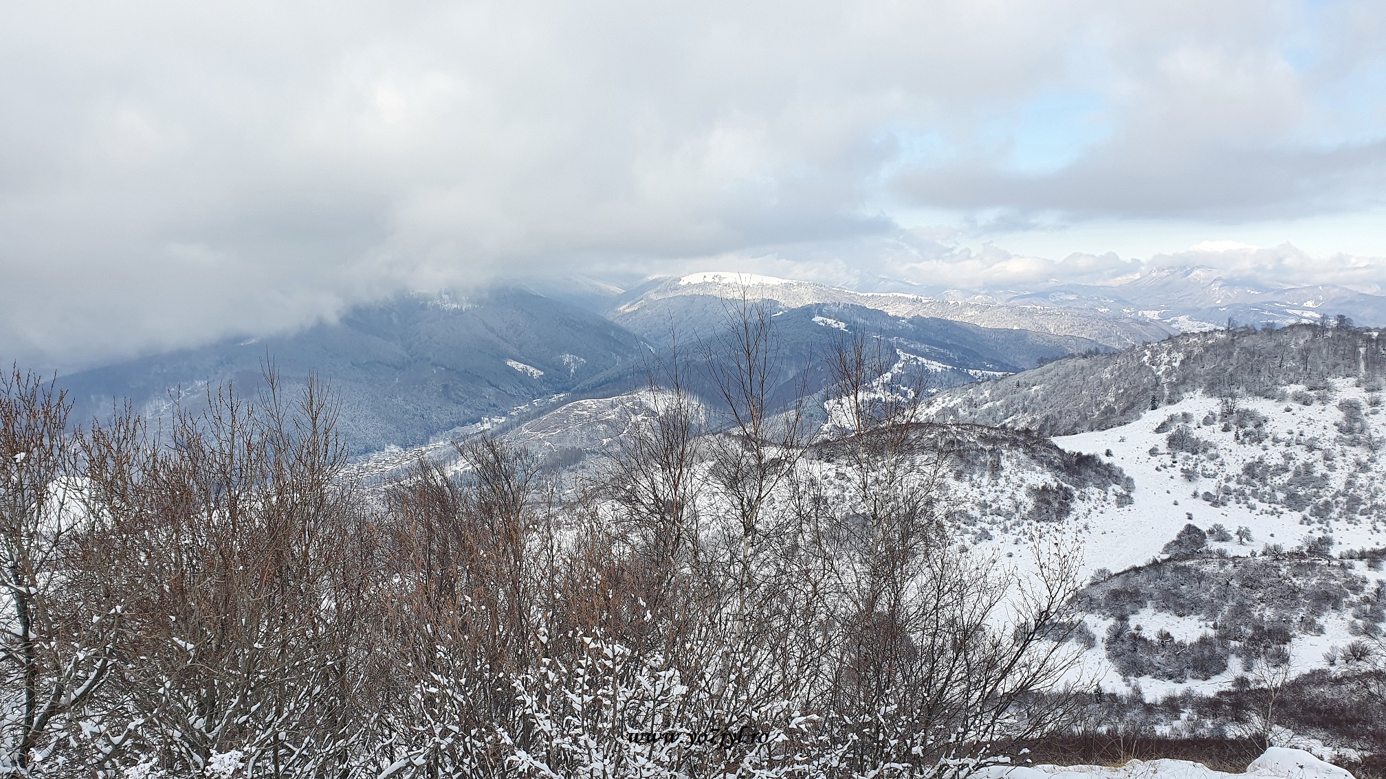 Flori de iarnă