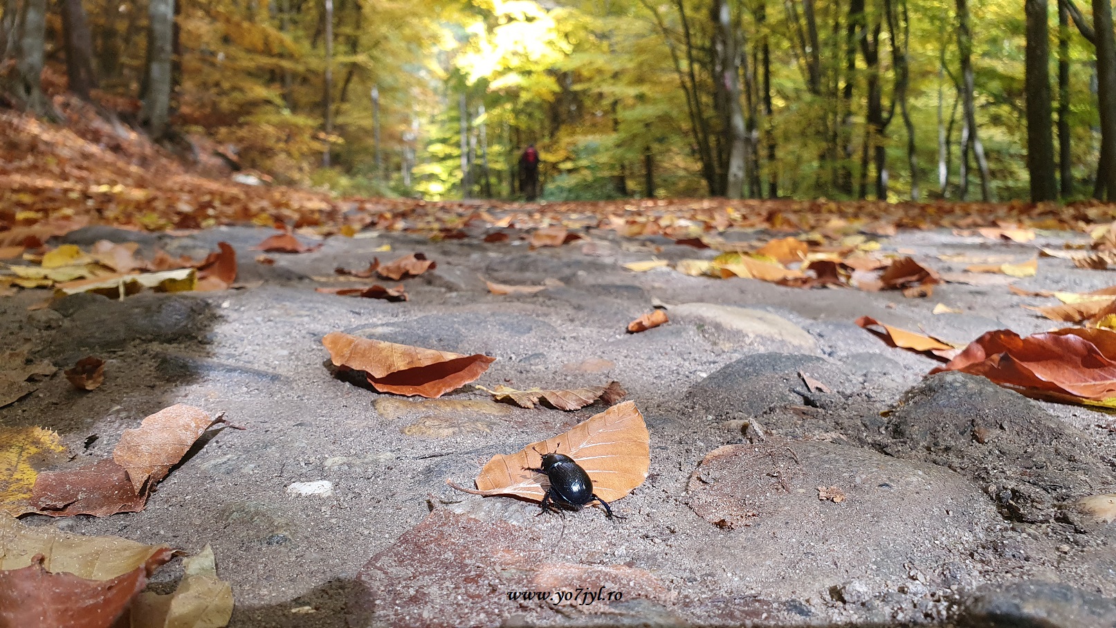 Pe drumuri scăldate de flăcările toamnei