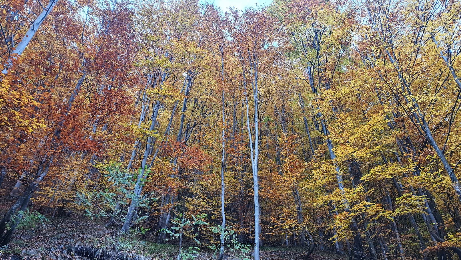 Pe drumuri scăldate de flăcările toamnei