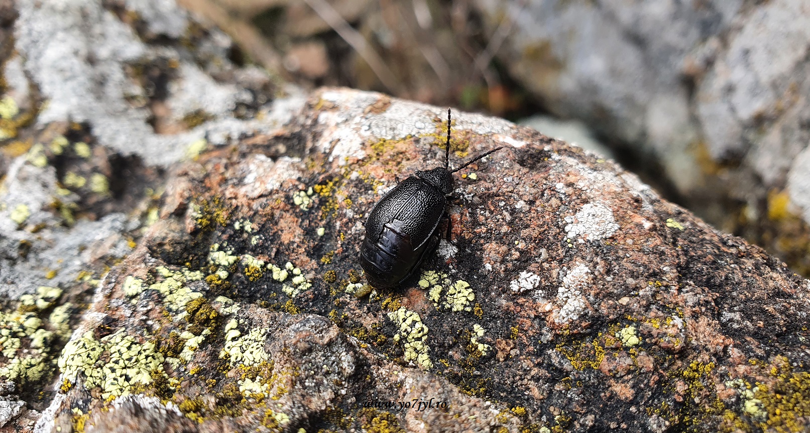 Prin Transilvania sau țara de peste pădure