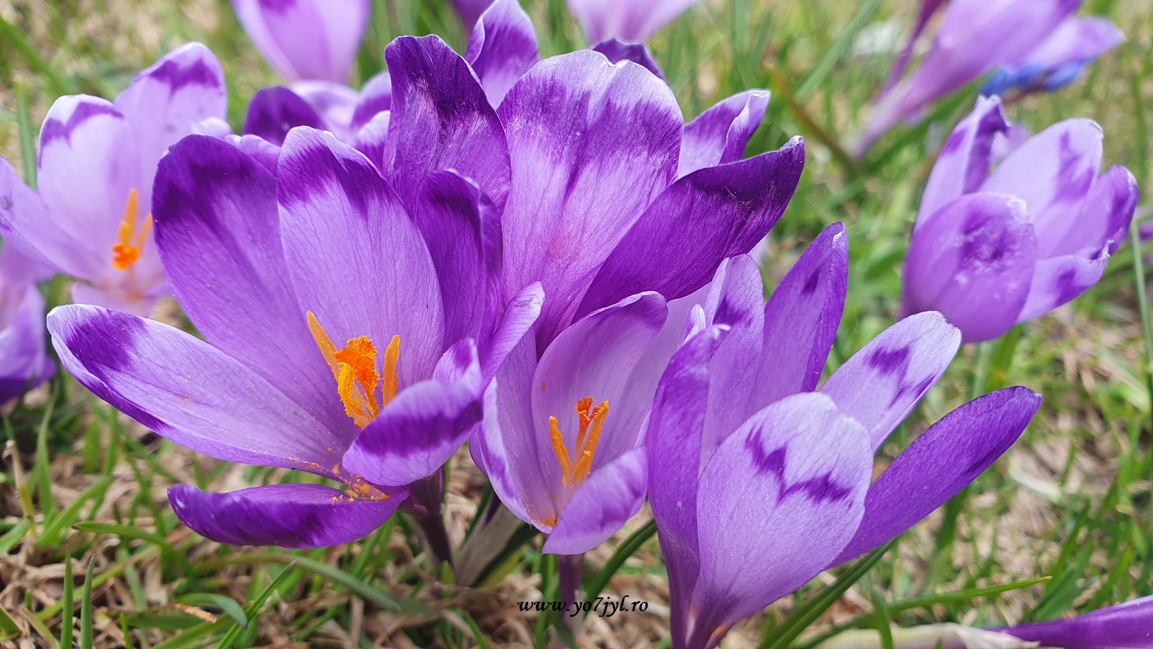 De 1 Mai prin Munții Parâng