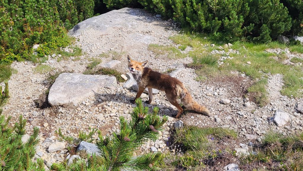 Prima vară în Munții Tatra-Slovacia