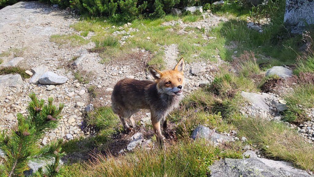 Prima vară în Munții Tatra-Slovacia