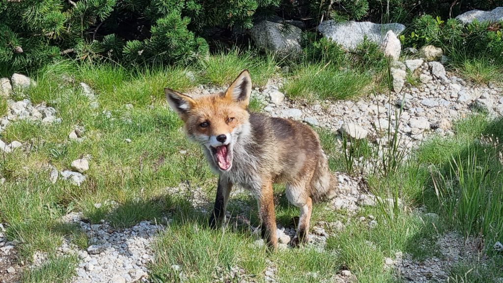 Prima vară în Munții Tatra-Slovacia
